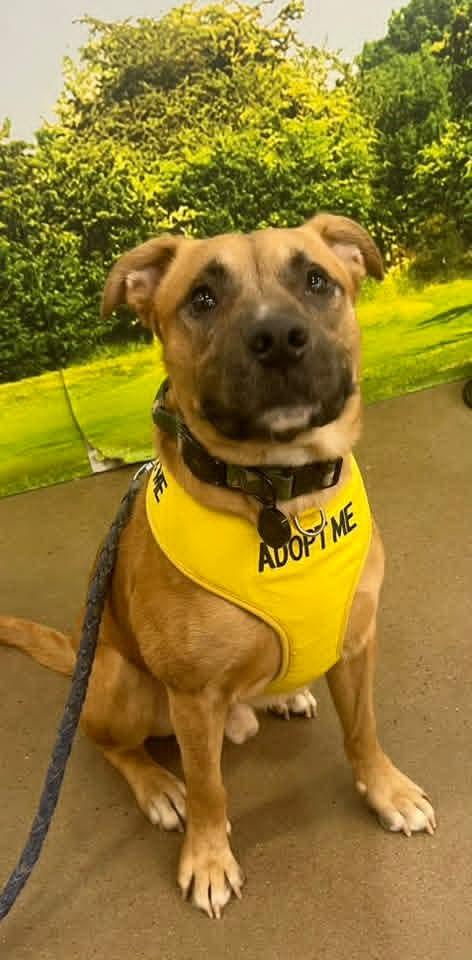 Todd, Adoptable, Young Male Labrador Retriever.