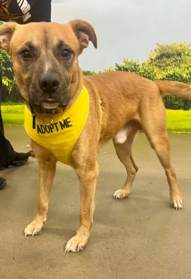 Enlarge Todd, a Adoptable Labrador Retriever in Munford, TN image 2/3