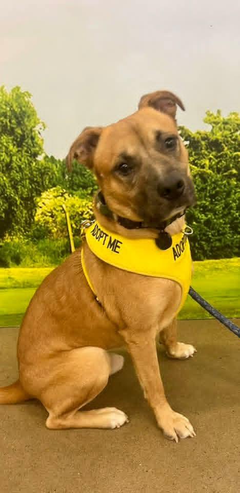 Enlarge Todd, a Adoptable Labrador Retriever in Munford, TN image 3/3