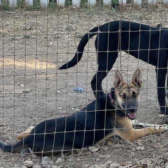 Sweet Baby Jane, a Adoptable German Shepherd Dog in Wilton, CA image 2/2