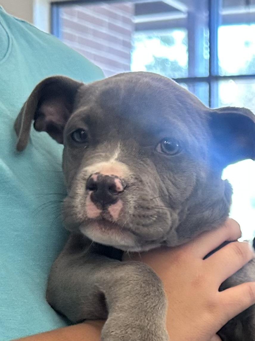 Blue, ADOPTABLE, Puppy Male American Bully.