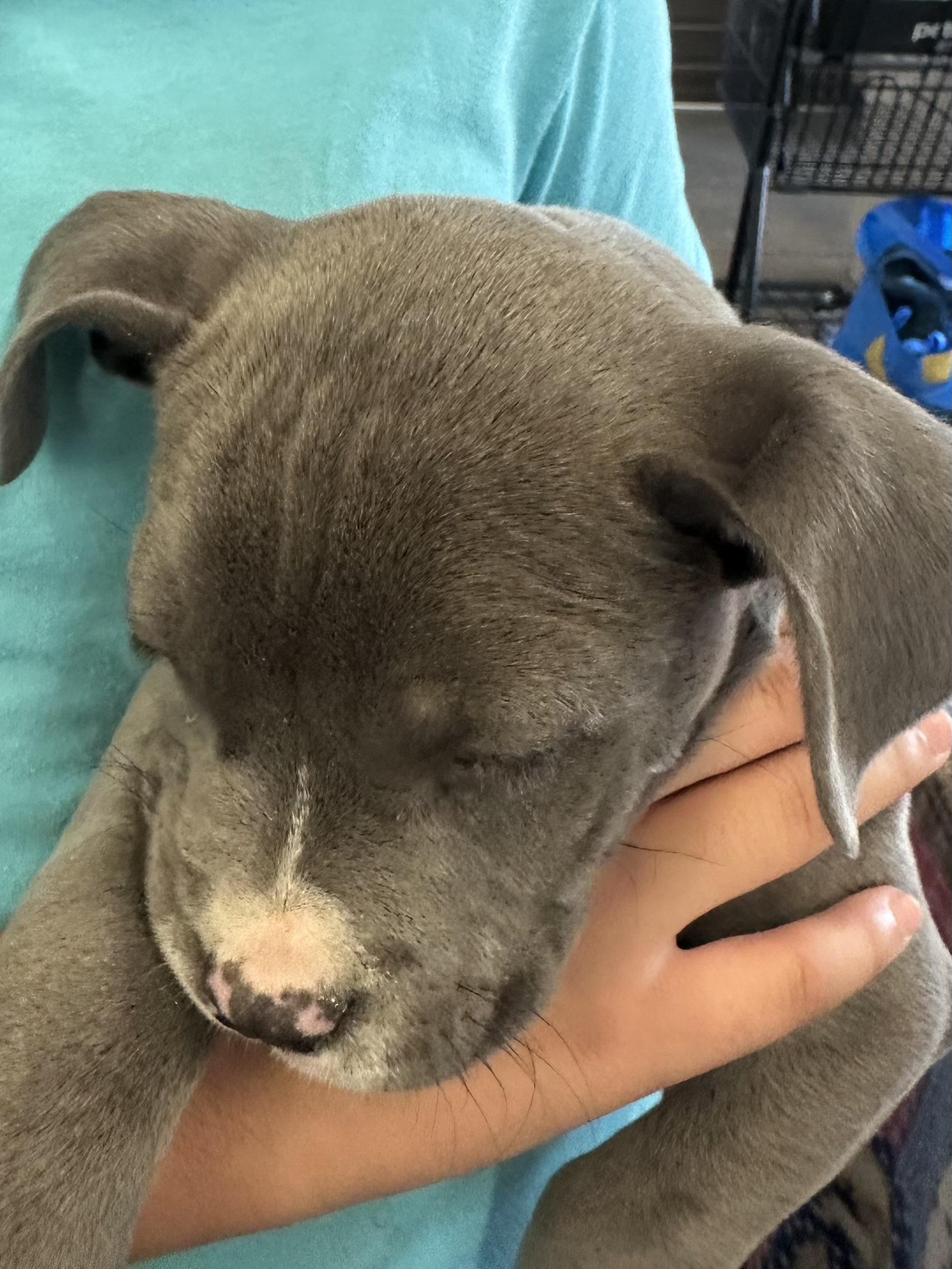 Enlarge Blue, a ADOPTABLE American Bully in Tonopah, AZ image 2/2