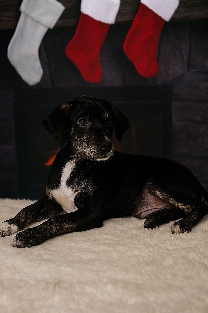 Spanky, Adoptable, Puppy Male Mixed Breed.
