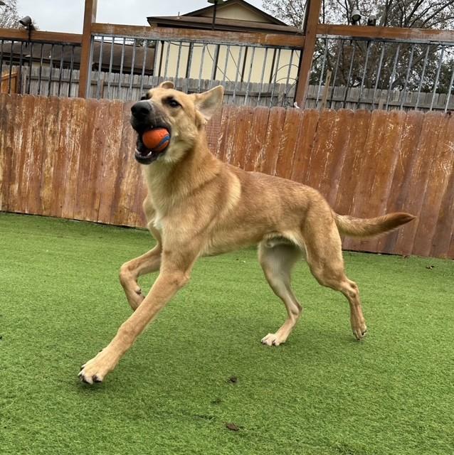 Nash, a Adoptable mixed breed in Williston, VT image 4/6