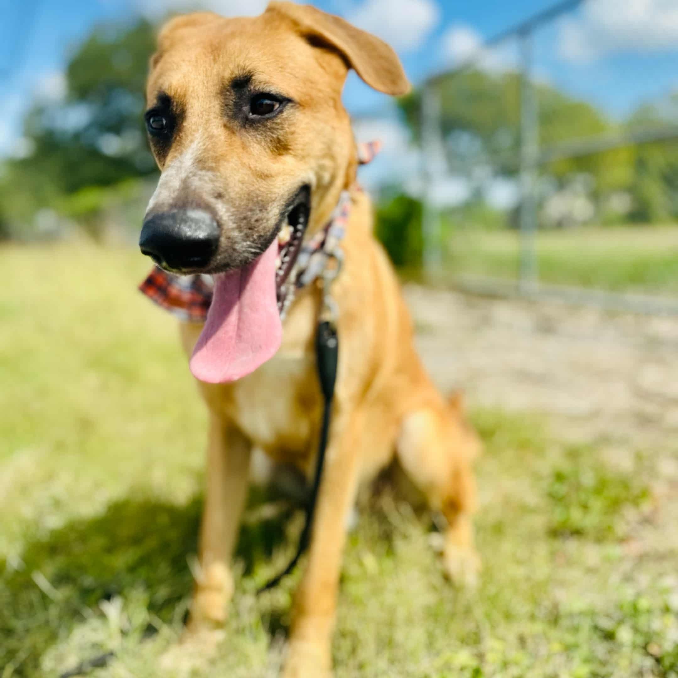 Nash, a Adoptable mixed breed in Williston, VT image 2/6