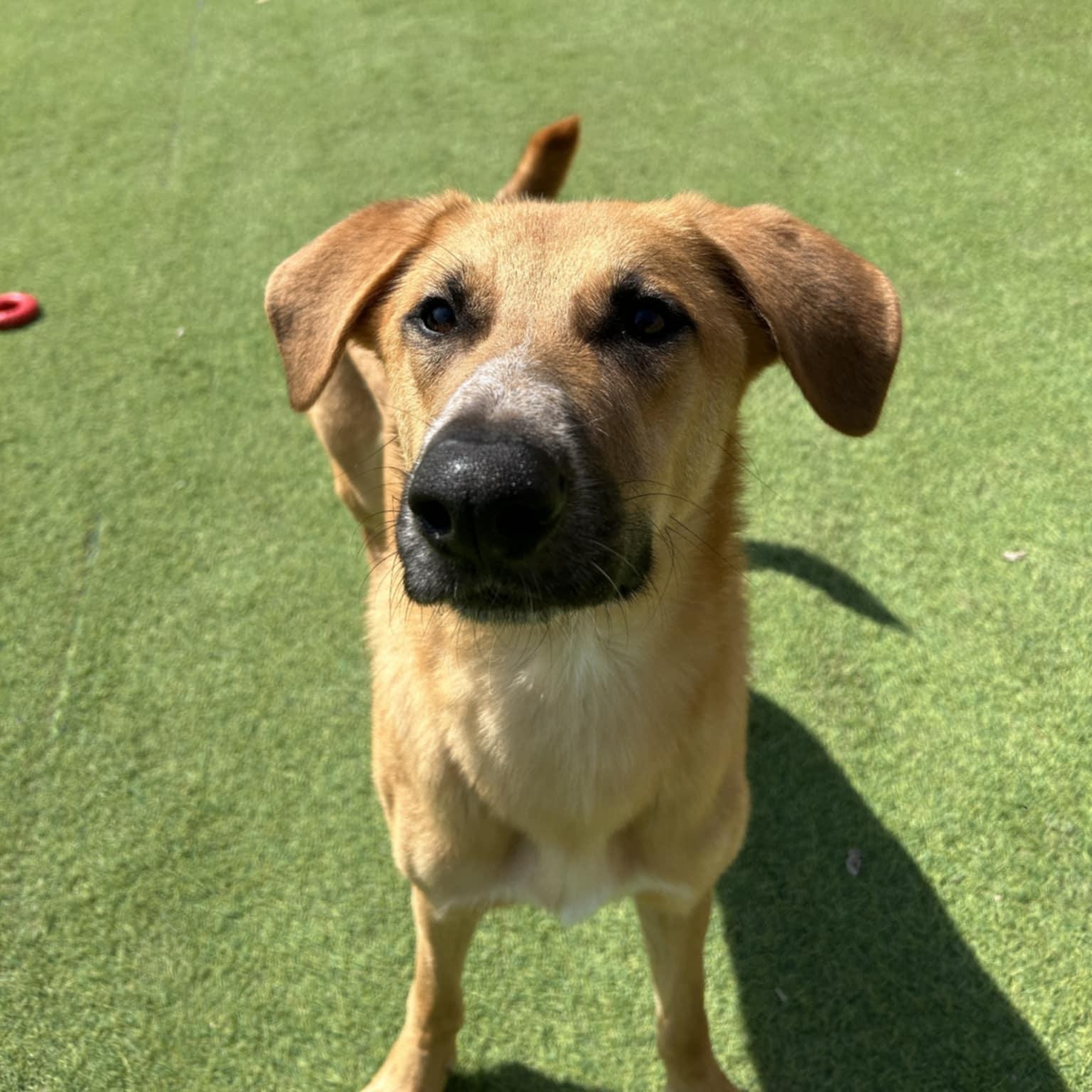 Nash, a Adoptable mixed breed in Williston, VT image 5/6