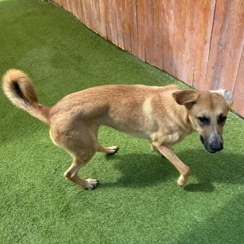 Nash, an adoptable Labrador Retriever in Williston, VT, 05495 | Photo Image 3