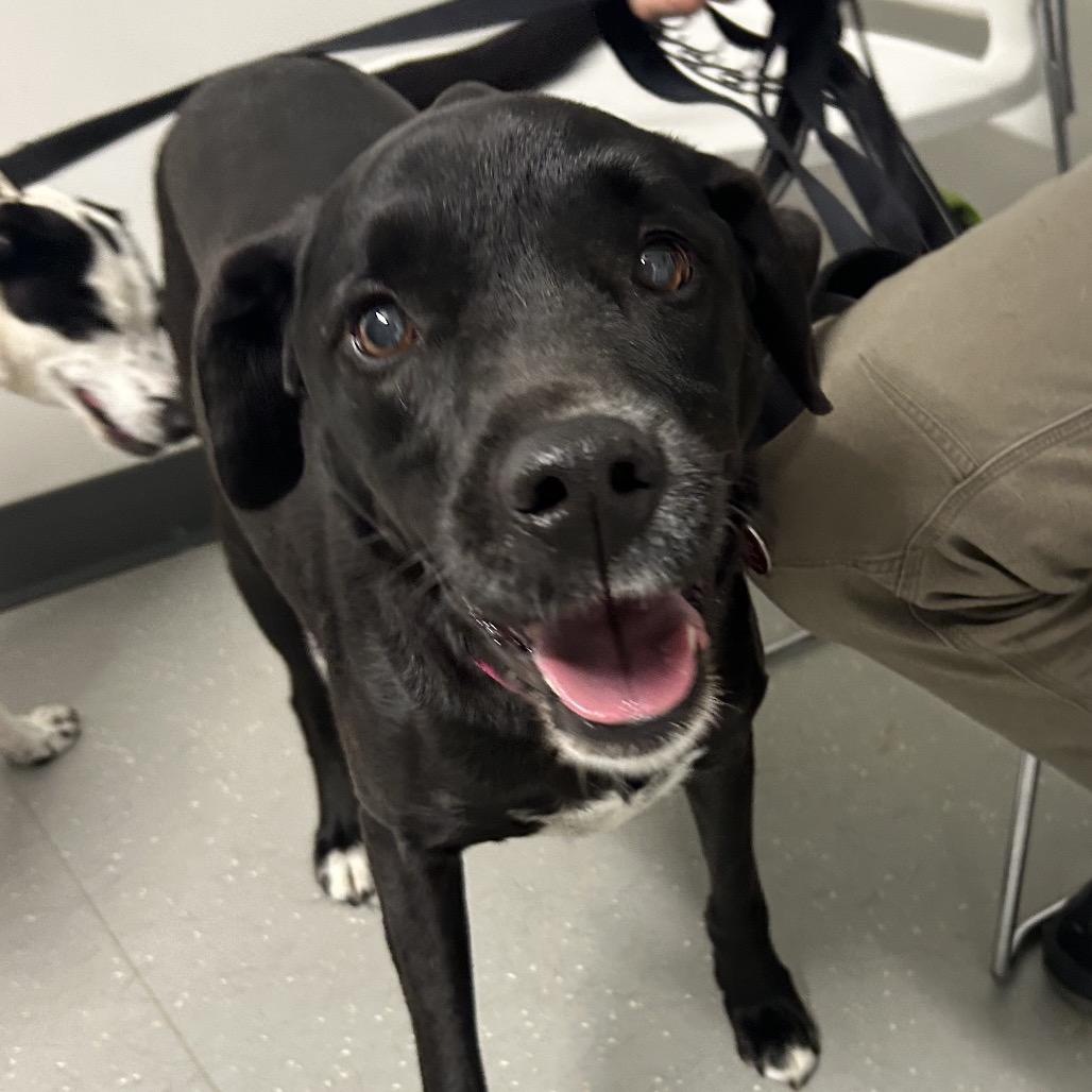 Enlarge Bella *Avail by Appt*, a Adoptable mixed breed in Kennebunk, ME image 1/1