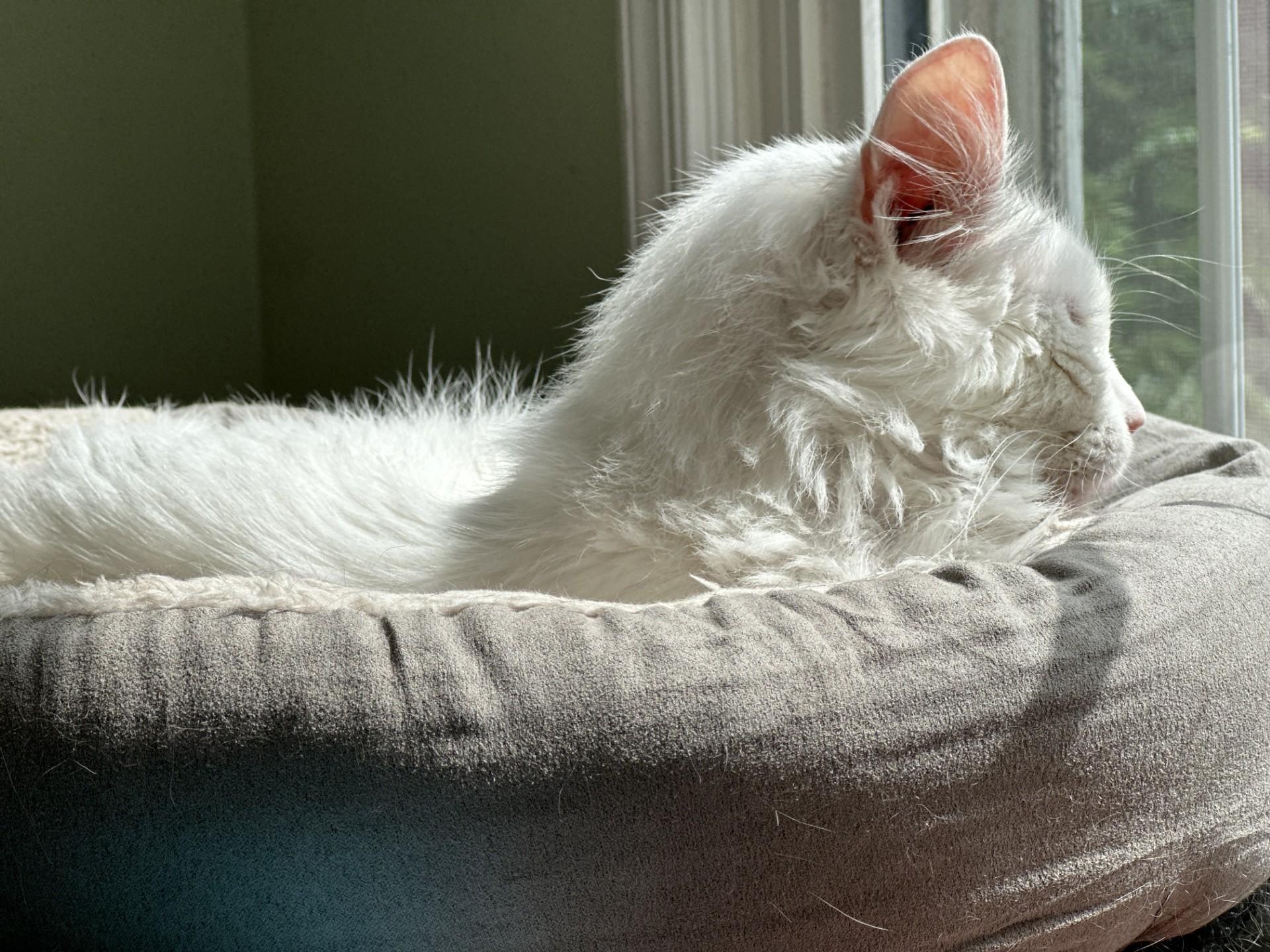 Enlarge Alfredo, a Adoptable Domestic Medium Hair in Washington Grove, MD image 4/6