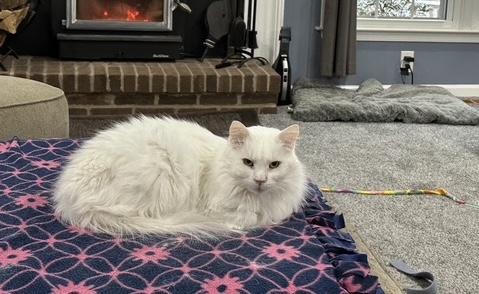 Enlarge Alfredo, a Adoptable Domestic Medium Hair in Washington Grove, MD image 6/6