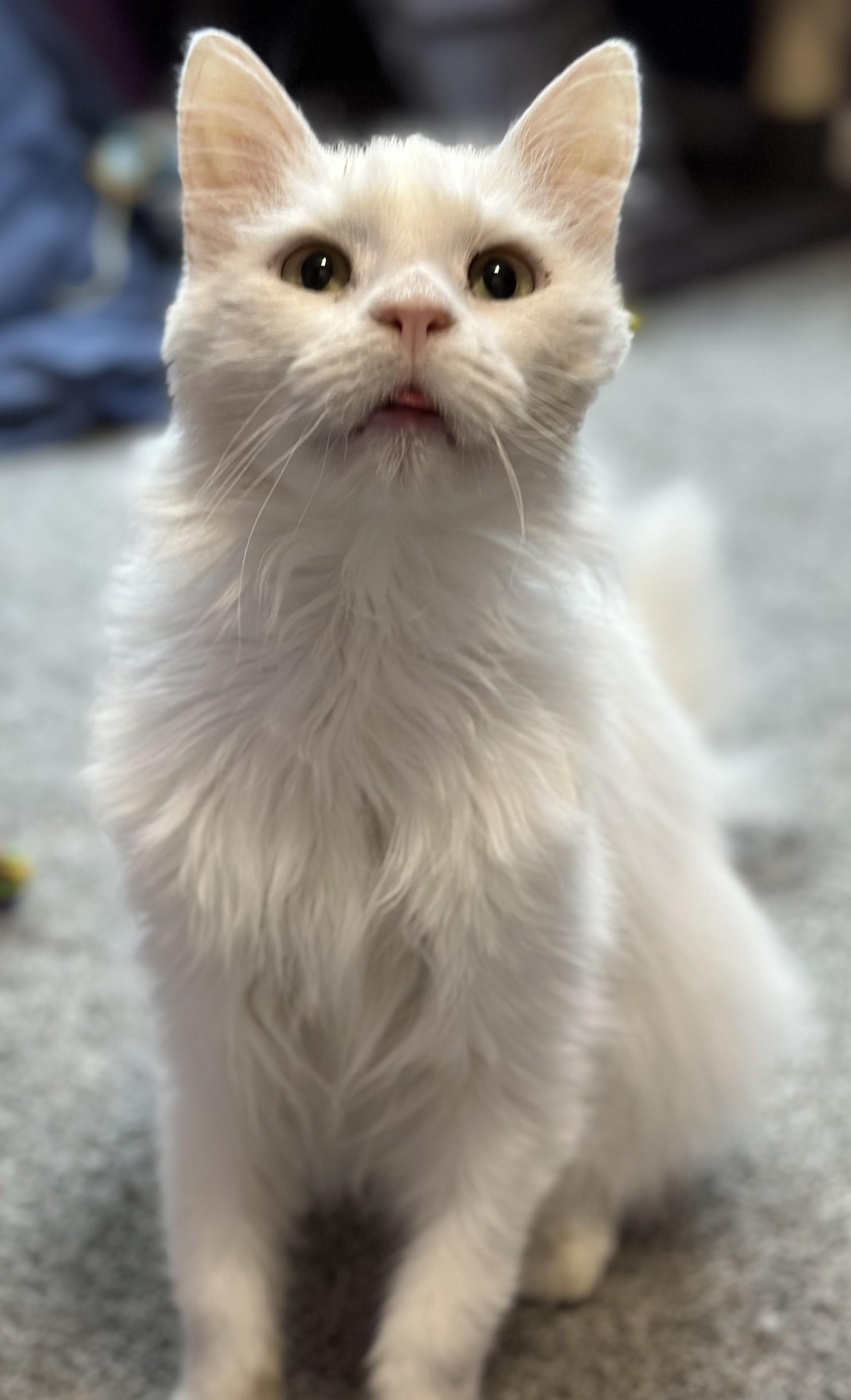 Enlarge Alfredo, a Adoptable Domestic Medium Hair in Washington Grove, MD image 5/6