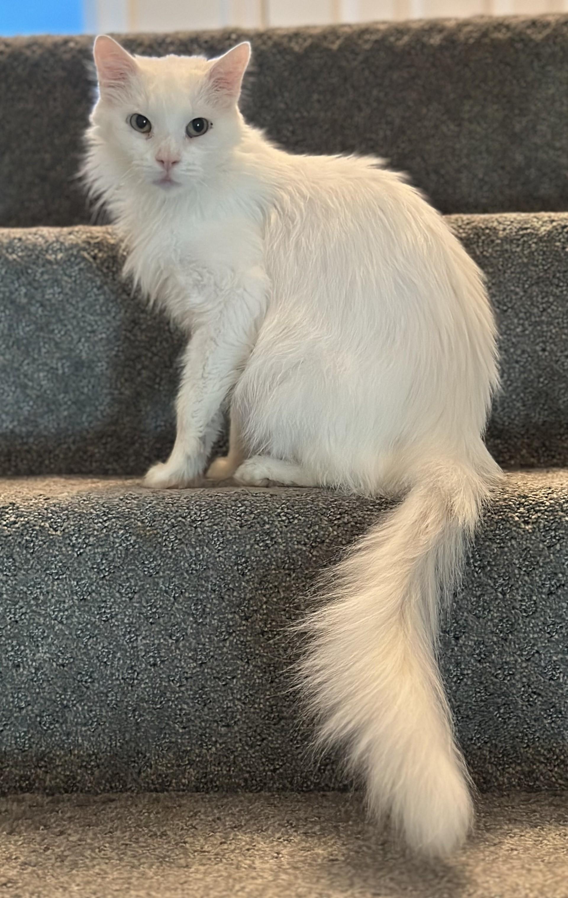 Enlarge Alfredo, a Adoptable Domestic Medium Hair in Washington Grove, MD image 3/6