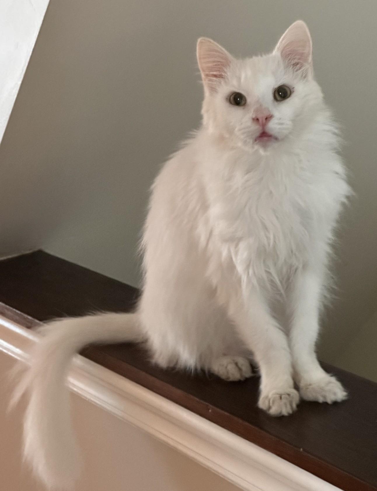 Enlarge Alfredo, a Adoptable Domestic Medium Hair in Washington Grove, MD image 6/6