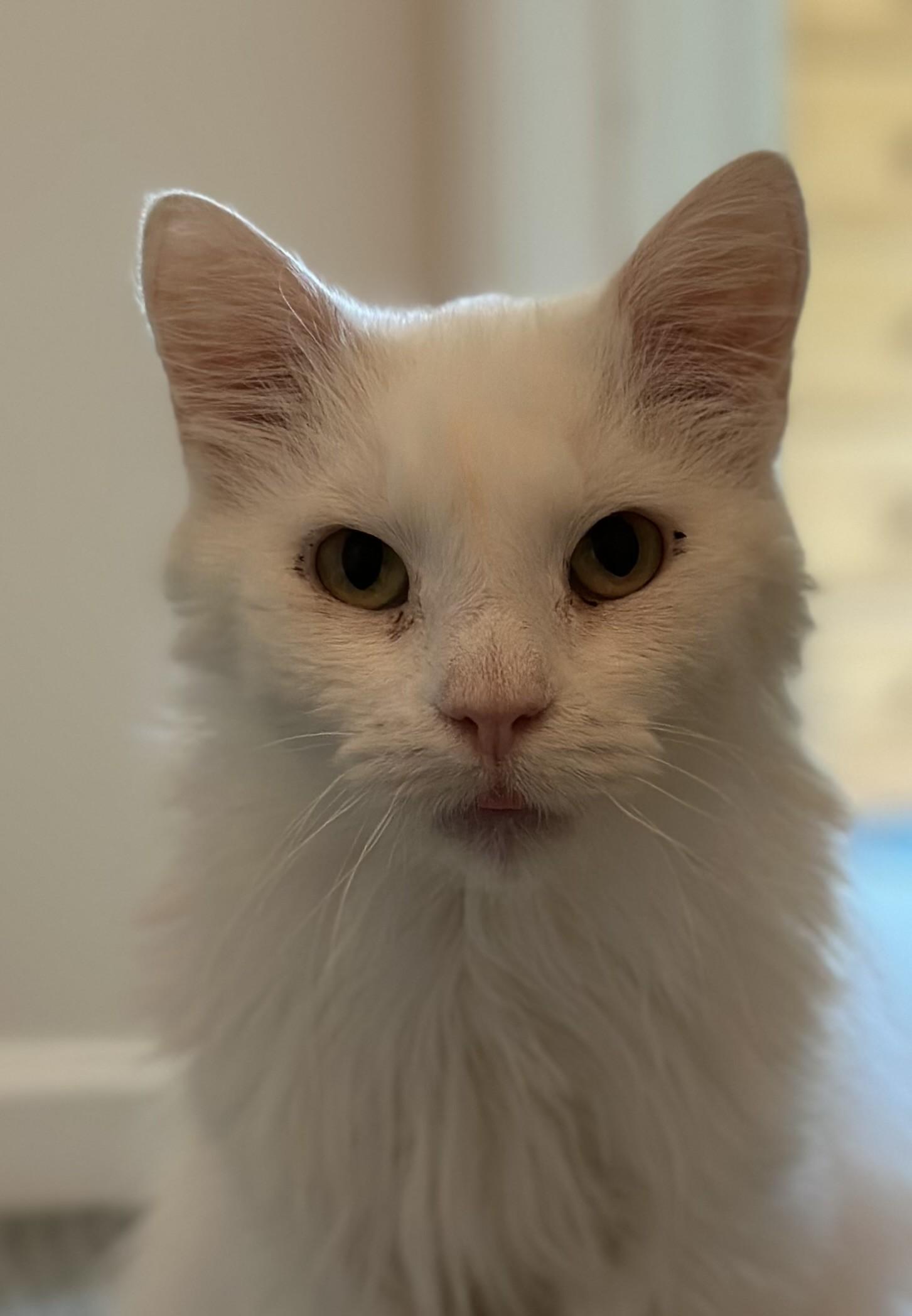 Alfredo, Adoptable, Adult Male Domestic Medium Hair.