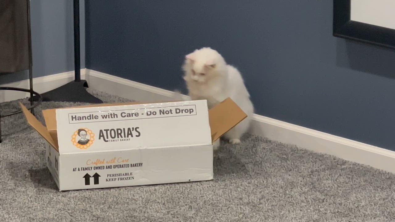 Enlarge Alfredo, a Adoptable Domestic Medium Hair in Washington Grove, MD video 2/6