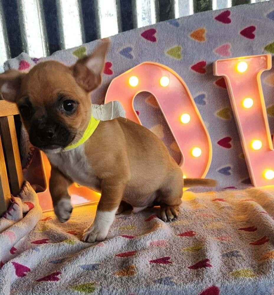 Goose, Adoptable, Puppy Male Chihuahua & Rat Terrier.