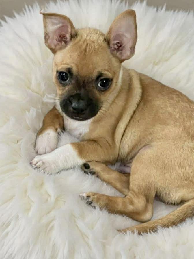 Goose, a Adoptable mixed breed in Aurora, CO image 2/6