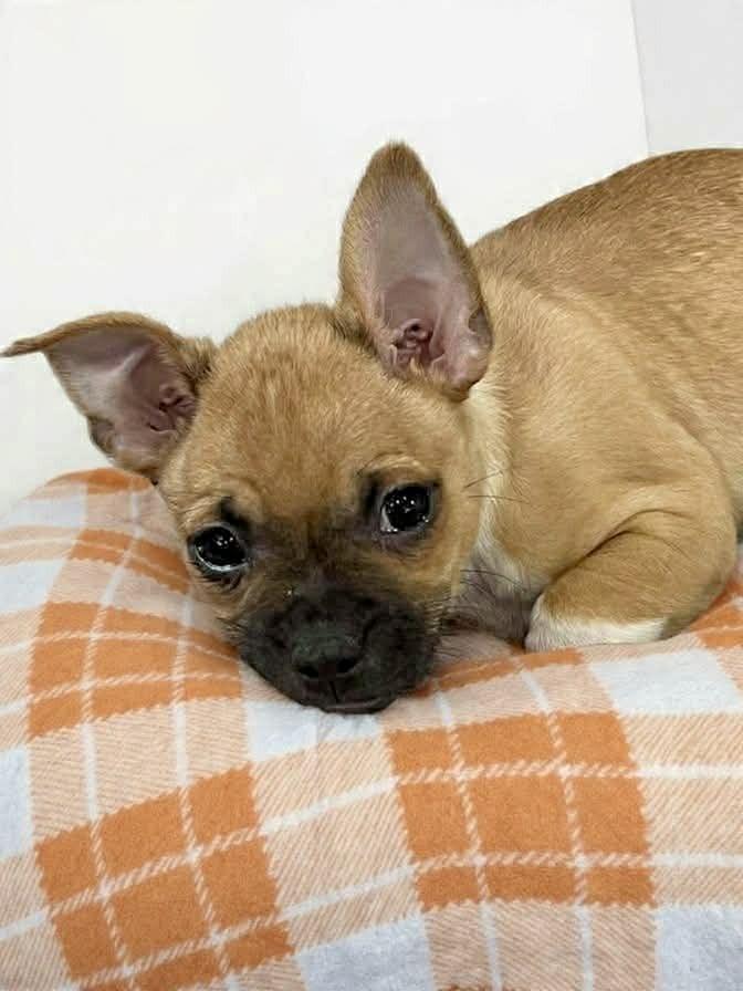 Goose, a Adoptable mixed breed in Aurora, CO image 3/6