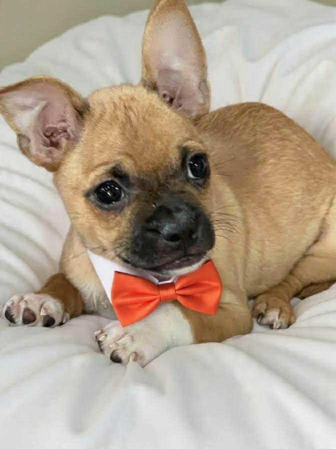 Goose, a Adoptable mixed breed in Aurora, CO image 4/6