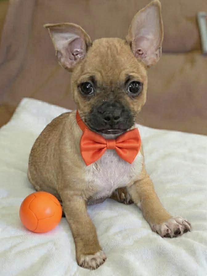 Goose, a Adoptable mixed breed in Aurora, CO image 5/6