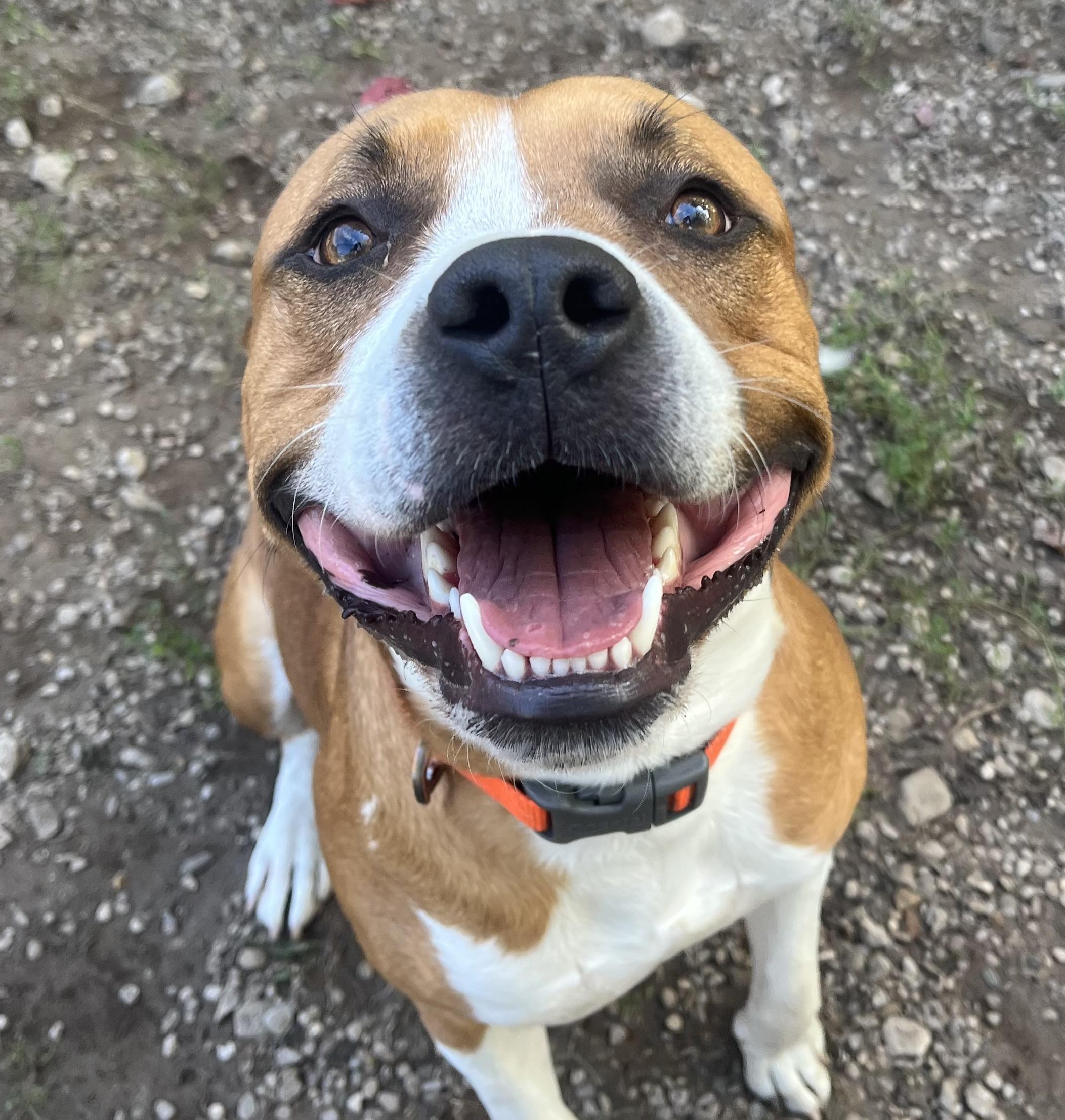 Enlarge Doug, a Adoptable Pit Bull Terrier in Boyne City, MI image 2/2