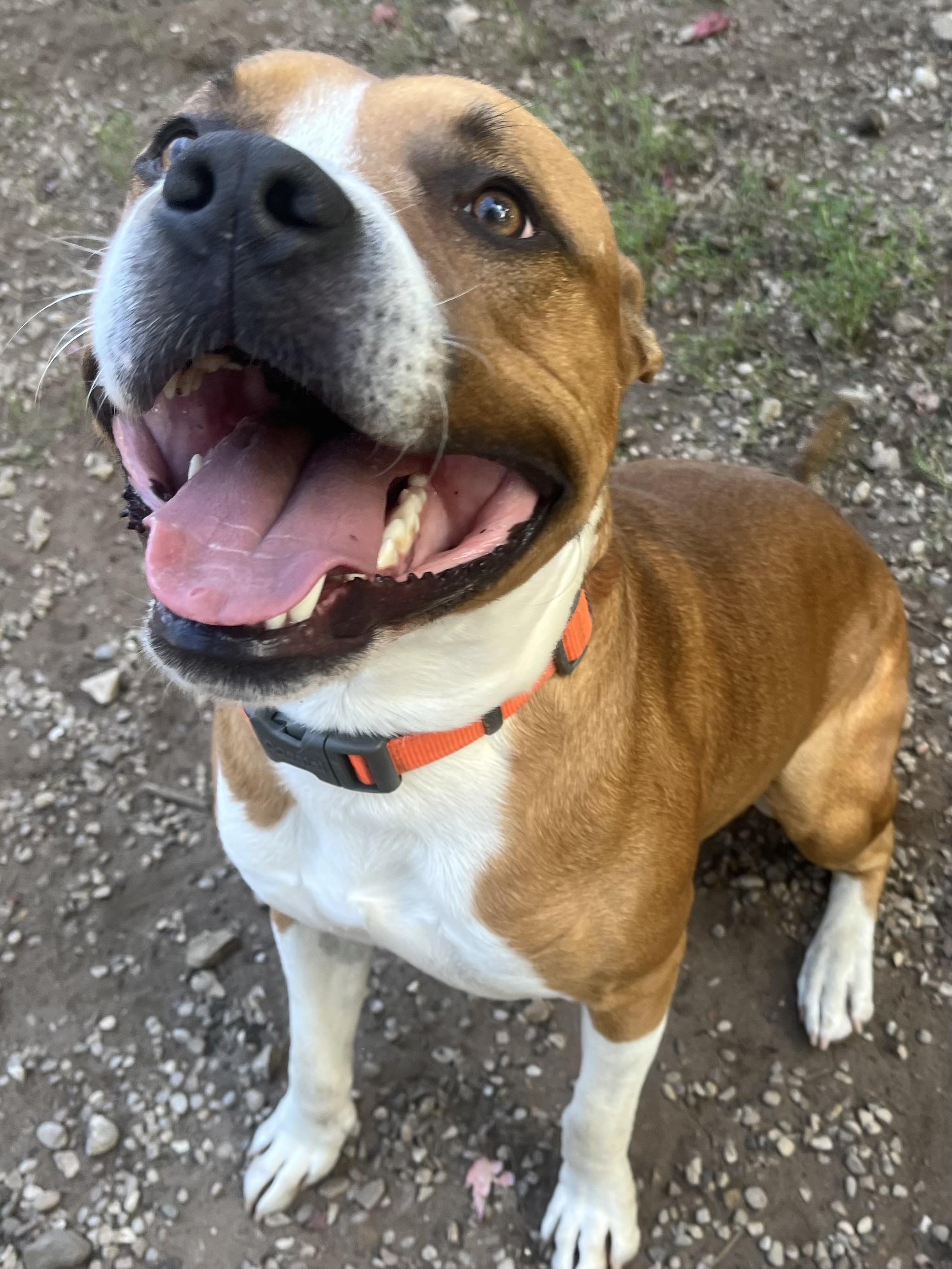 Enlarge Doug, a Adoptable Pit Bull Terrier in Boyne City, MI image 1/2