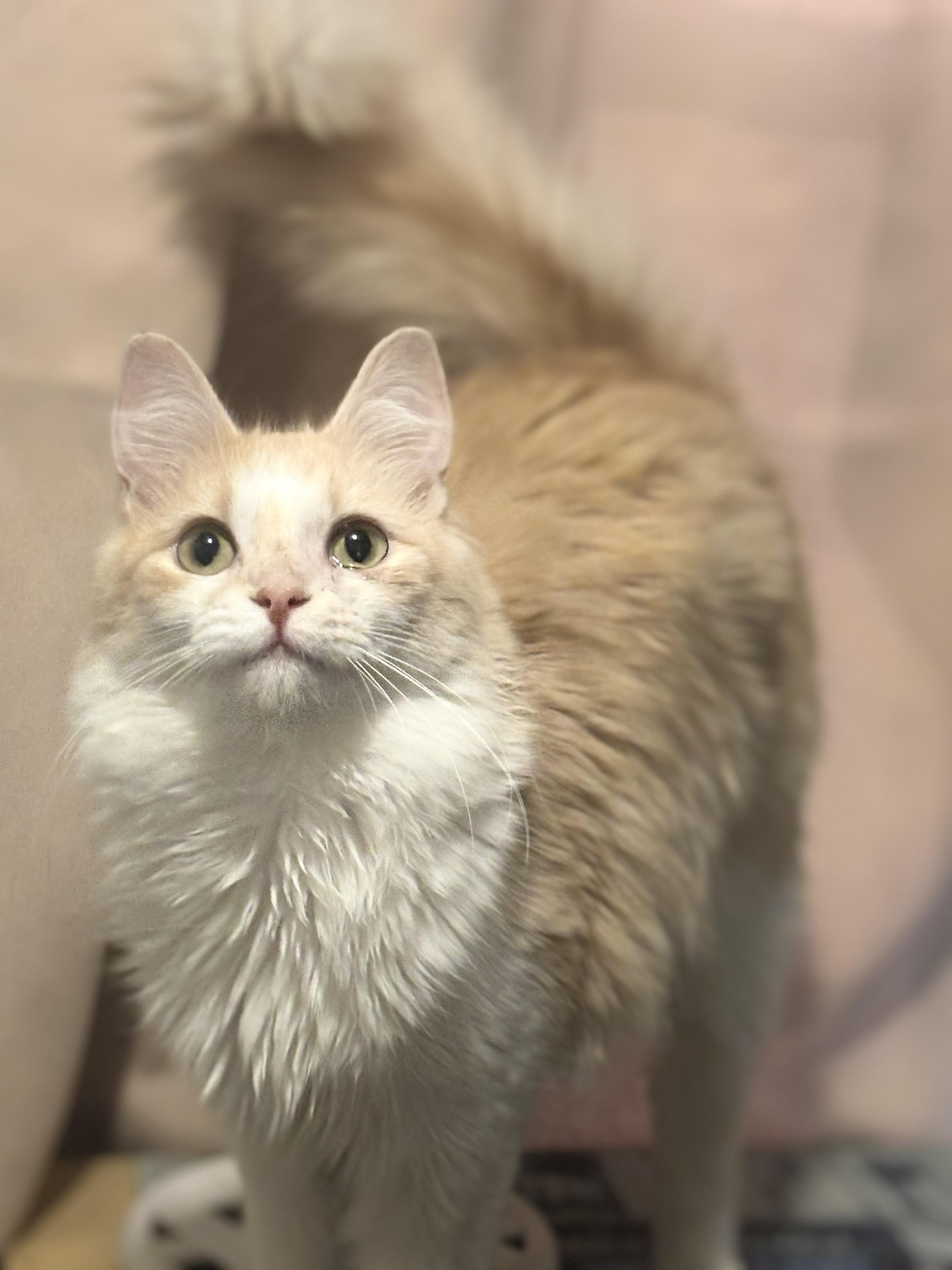 Dumpster Fire, a ADOPTABLE Domestic Medium Hair in Statesboro, GA image 4/4