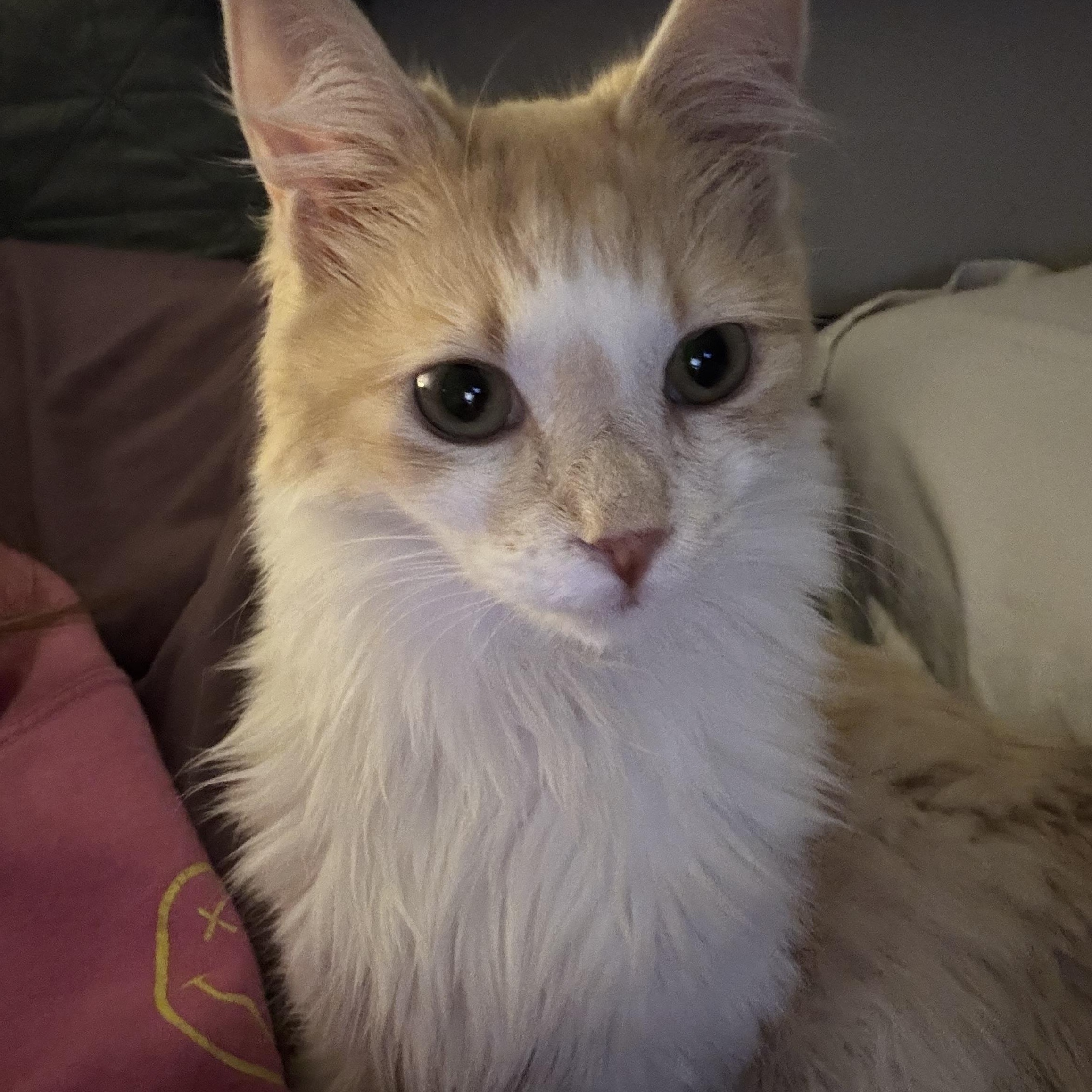 Dumpster Fire, a ADOPTABLE Domestic Medium Hair in Statesboro, GA image 3/4