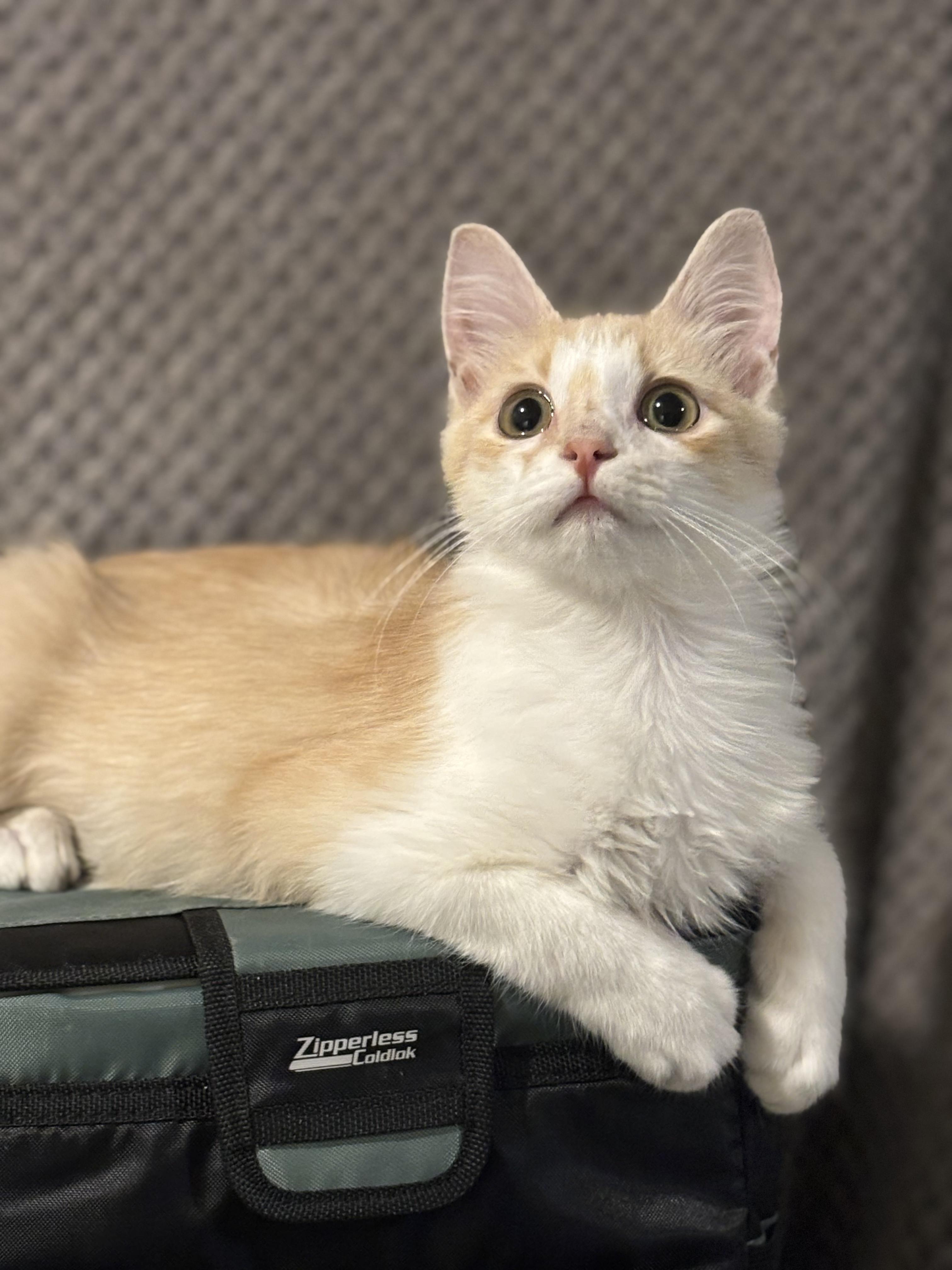 Dumpster Fire, a ADOPTABLE Domestic Medium Hair in Statesboro, GA image 2/4