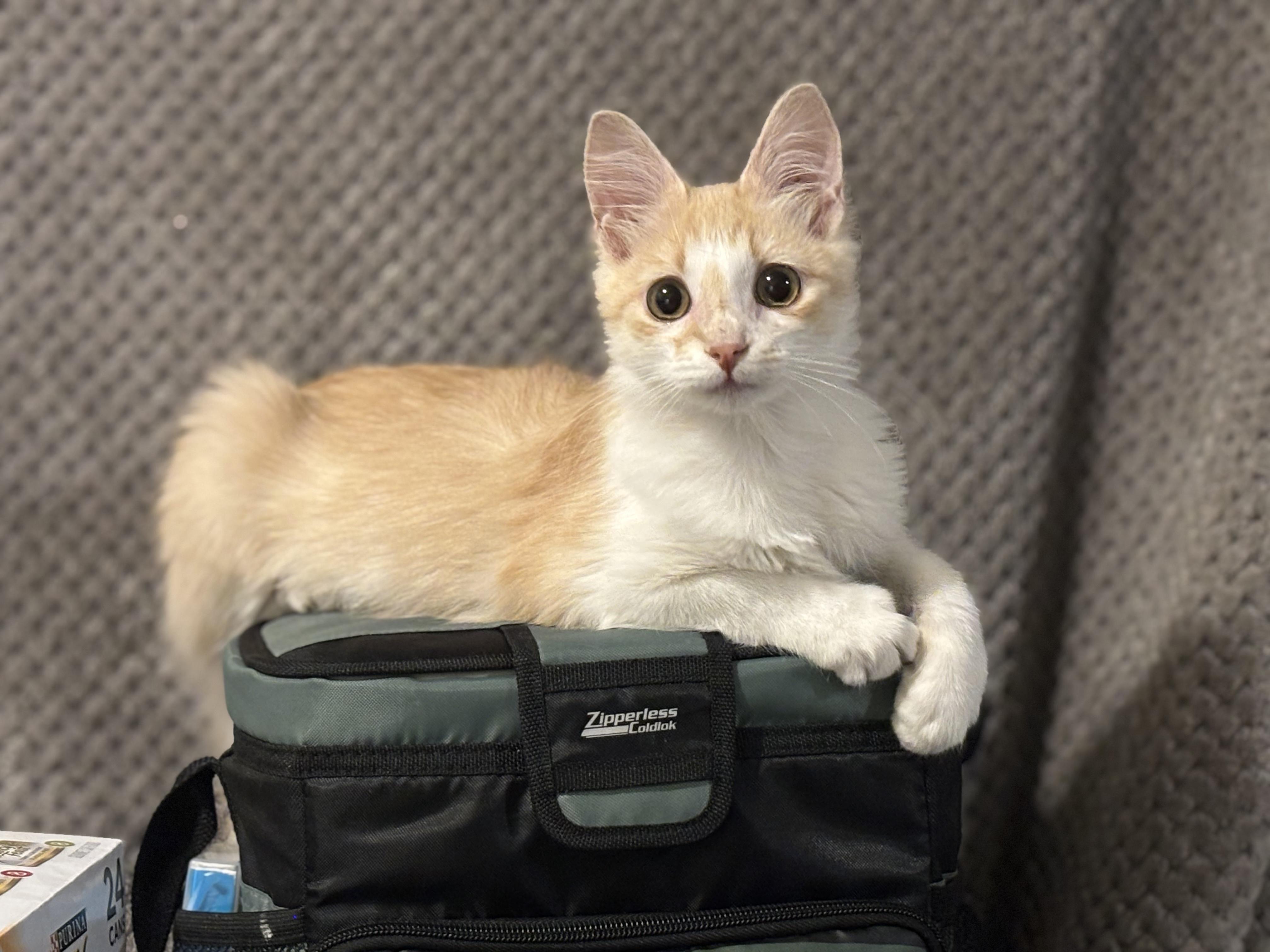 Dumpster Fire, a ADOPTABLE Domestic Medium Hair in Statesboro, GA image 1/4