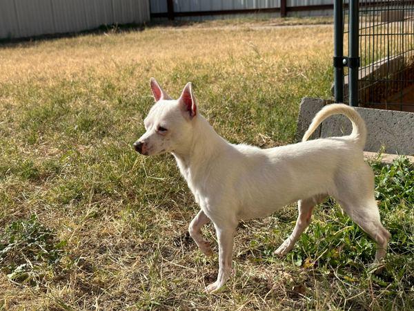 Enlarge Coco, a Adoptable mixed breed in Fort Davis, TX image 1/5