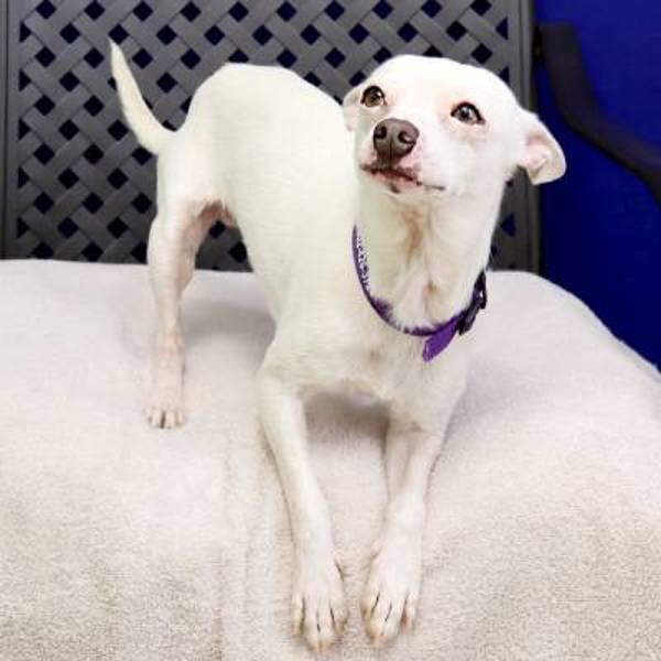 Enlarge Coco, a Adoptable mixed breed in Fort Davis, TX image 2/5