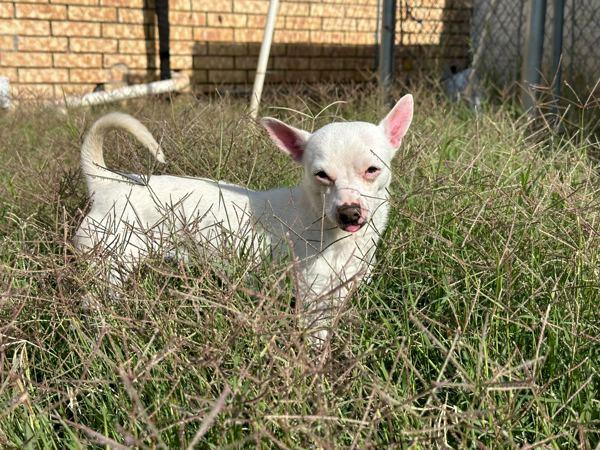 Enlarge Coco, a Adoptable mixed breed in Fort Davis, TX image 3/5