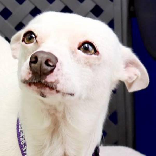 Enlarge Coco, a Adoptable mixed breed in Fort Davis, TX image 5/5