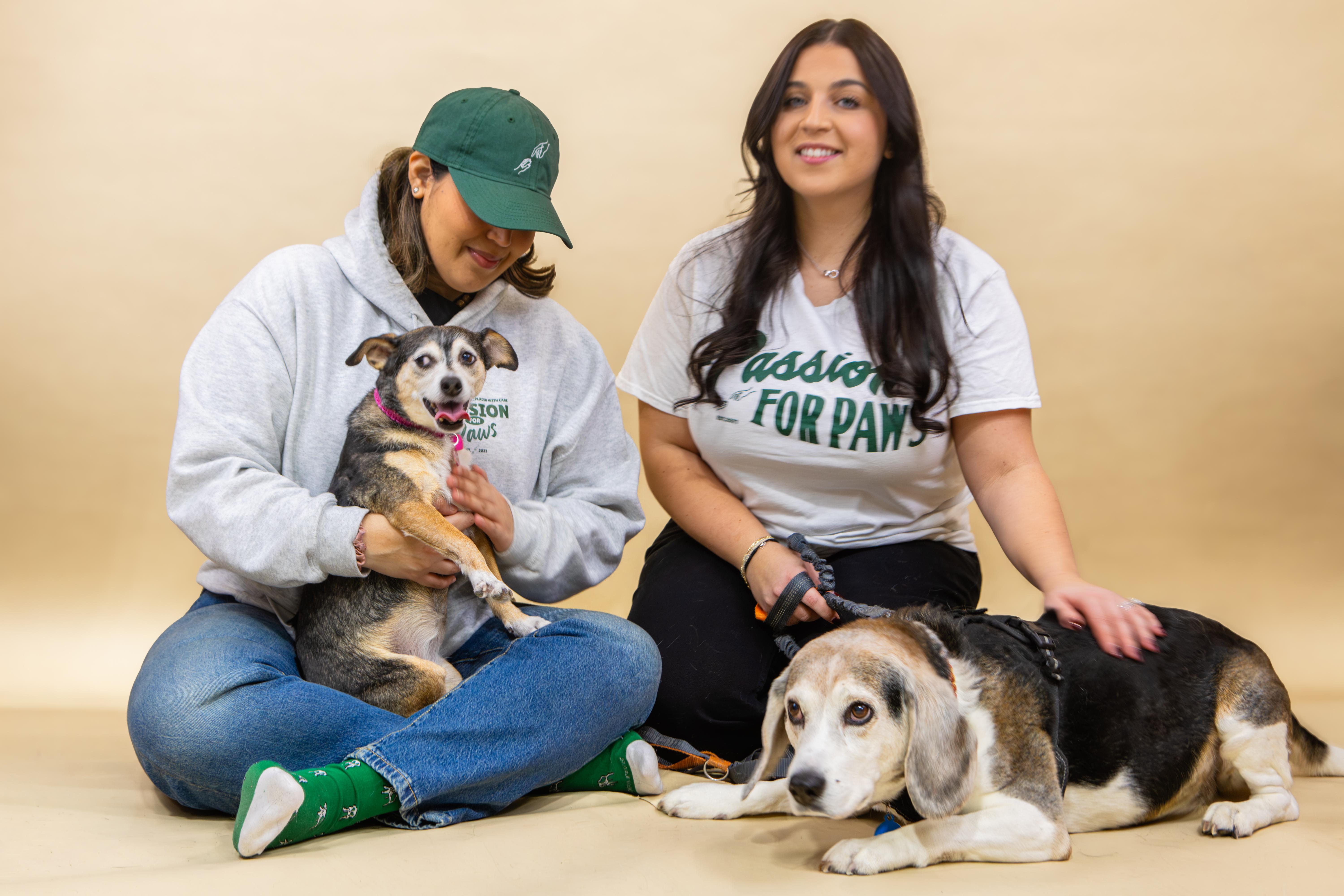 Enlarge Picasso (and Bella), a ADOPTABLE Beagle in laval, QC image 3/4