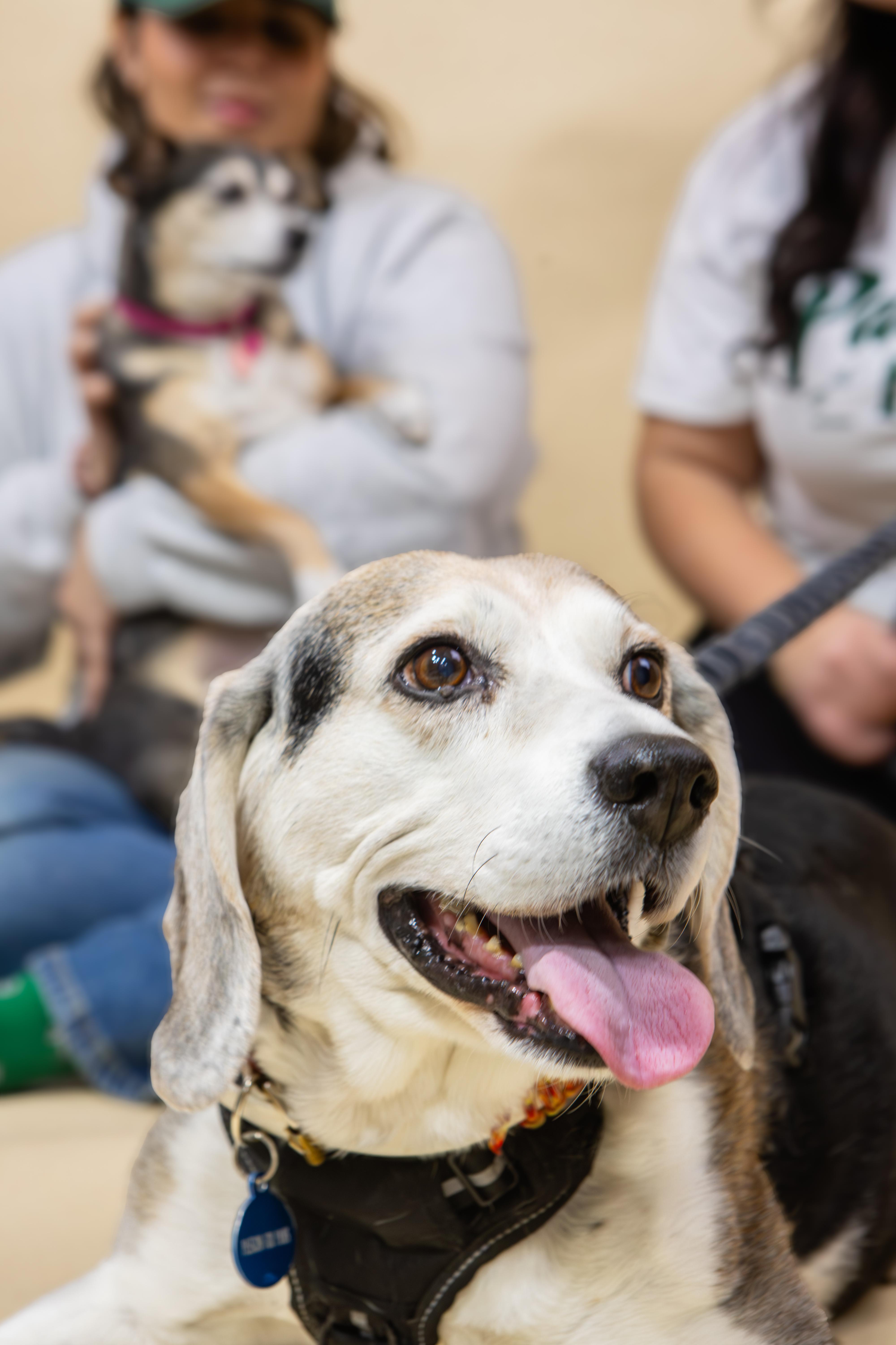 Enlarge Picasso (and Bella), a ADOPTABLE Beagle in laval, QC image 2/4