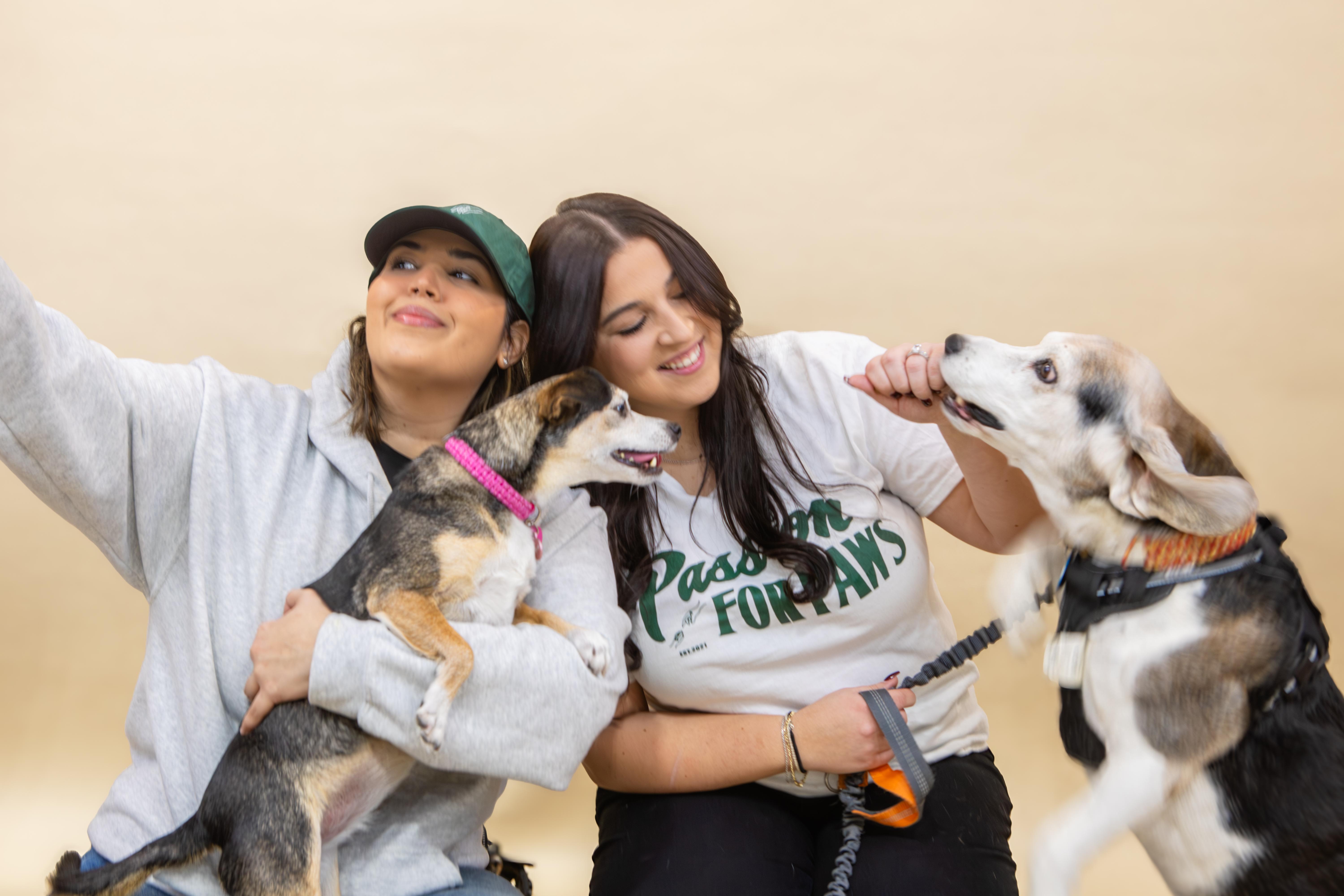 Enlarge Picasso (and Bella), a ADOPTABLE Beagle in laval, QC image 4/4