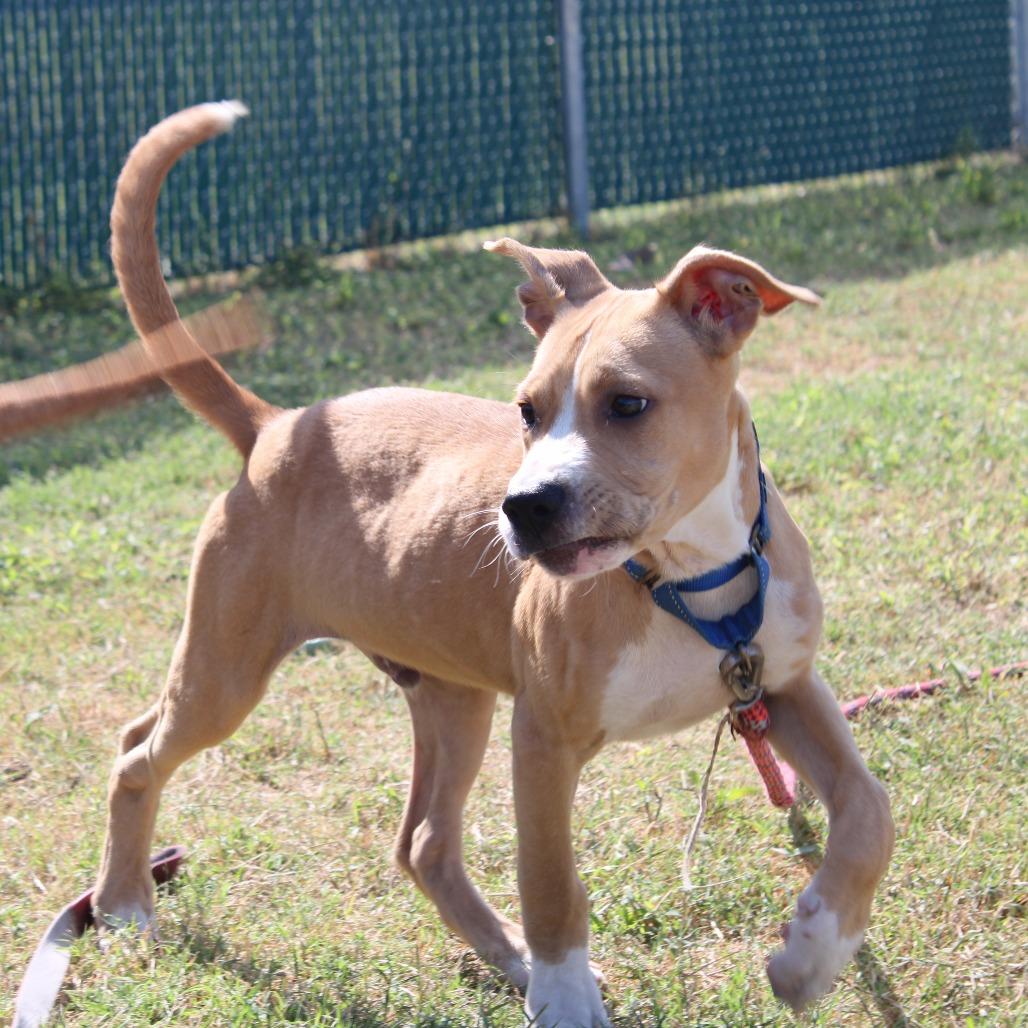 Enlarge Brennan, a Adoptable Terrier in Cleveland, MS image 1/4