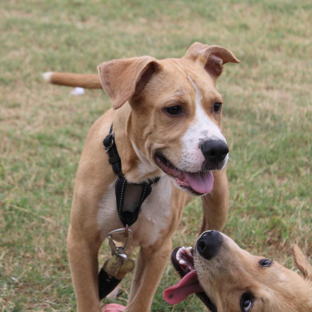Enlarge Brennan, a Adoptable Terrier in Cleveland, MS image 2/4