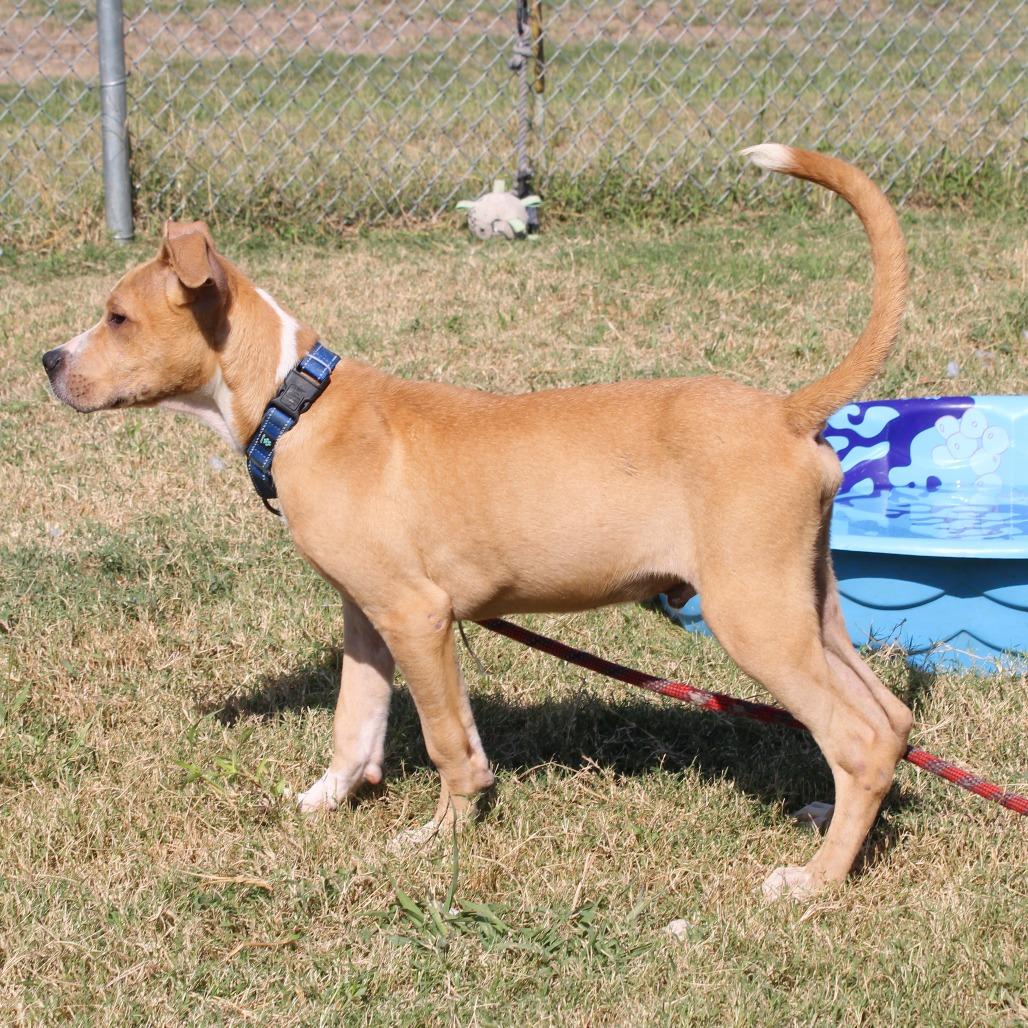 Enlarge Brennan, a Adoptable Terrier in Cleveland, MS image 3/4