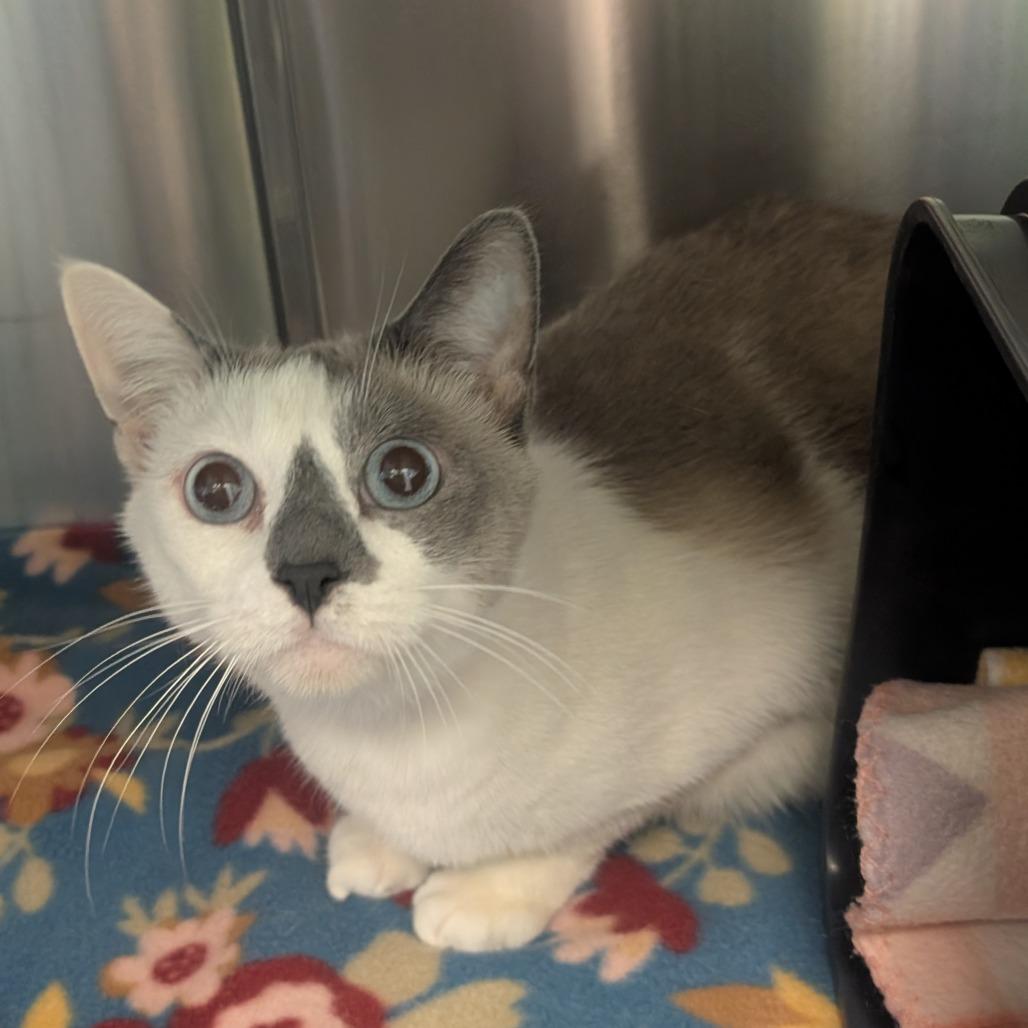 Enlarge Bonnie, a Adoptable Siamese in Emporia, KS image 1/1