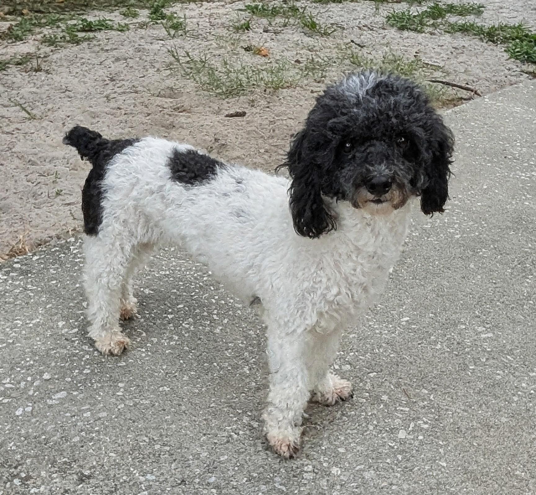 Betsy, a Adoptable mixed breed in Orlando, FL image 5/5