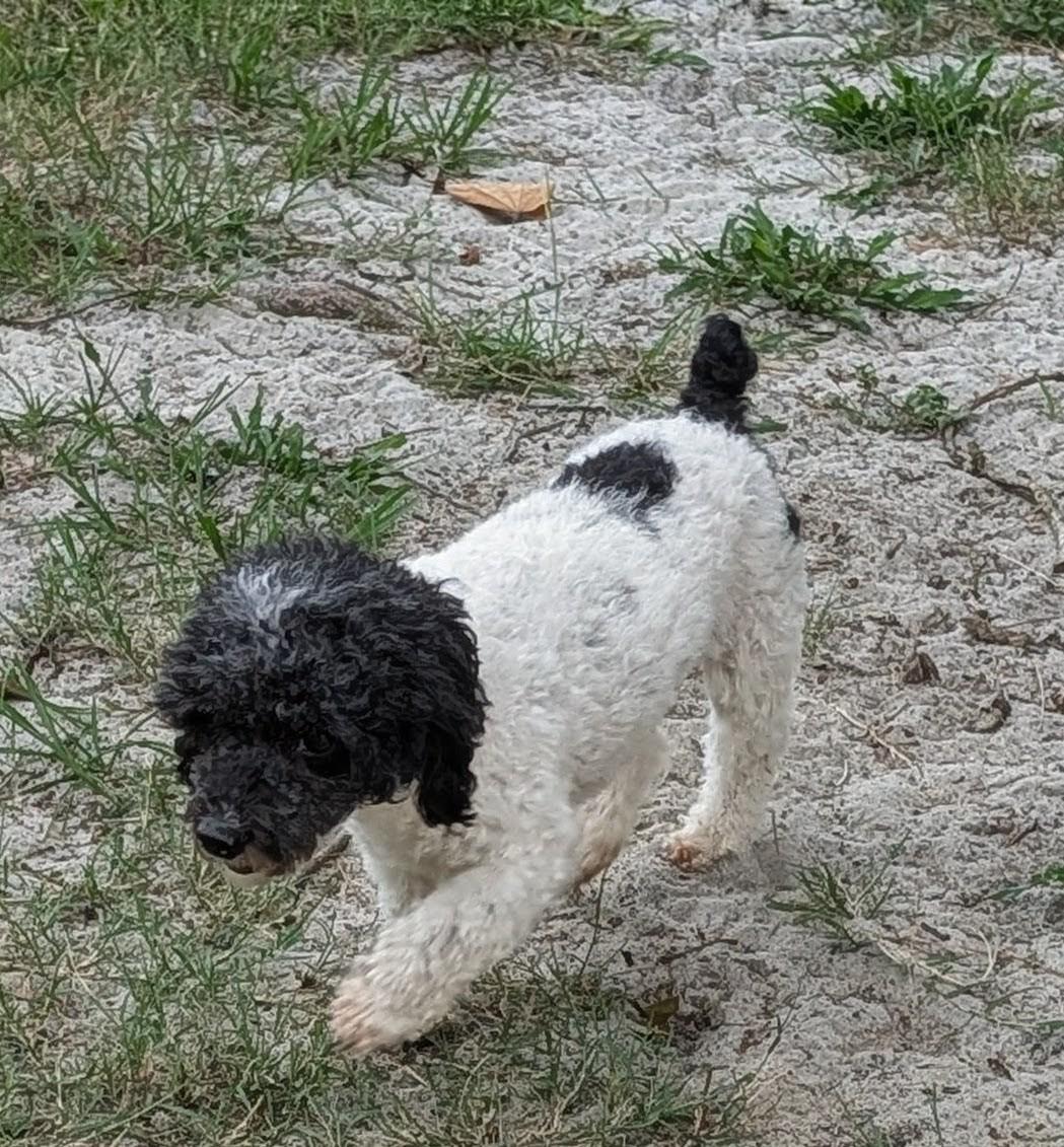 Betsy, a Adoptable mixed breed in Orlando, FL image 4/5