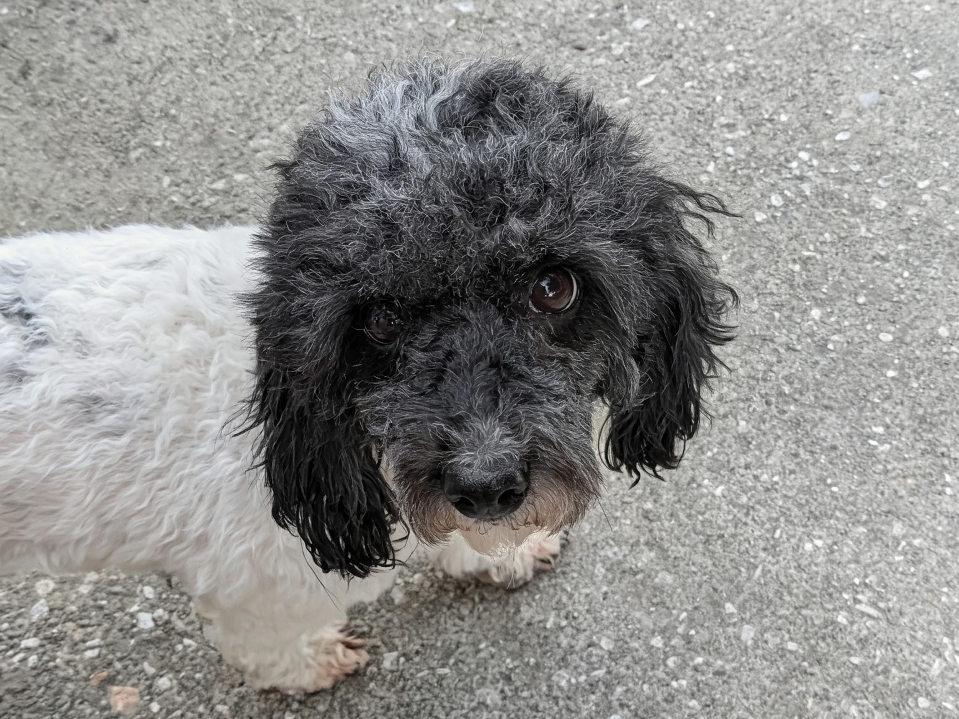 Betsy, Adoptable, Adult Female Poodle & Bichon Frise.