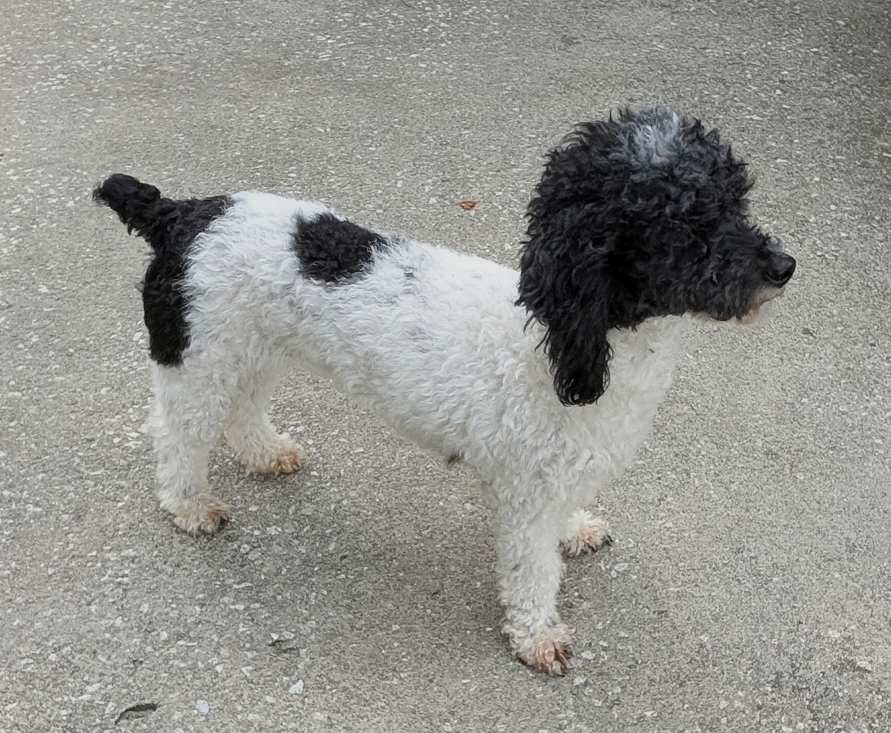 Betsy, a Adoptable mixed breed in Orlando, FL image 2/5