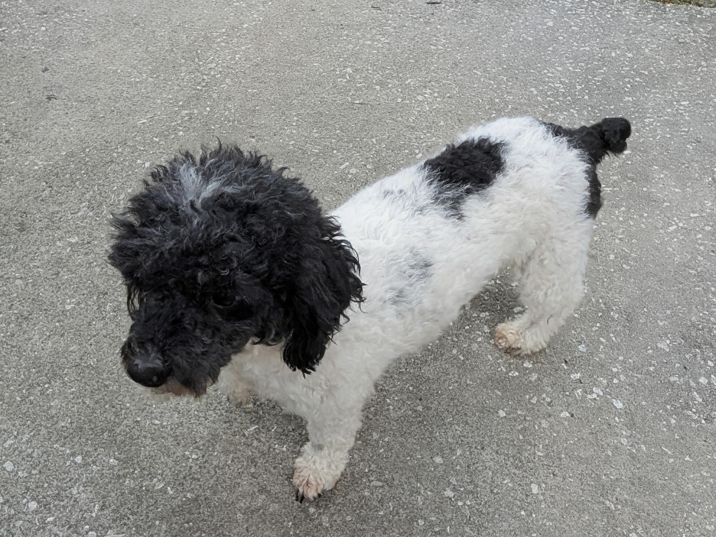 Betsy, a Adoptable mixed breed in Orlando, FL image 3/5
