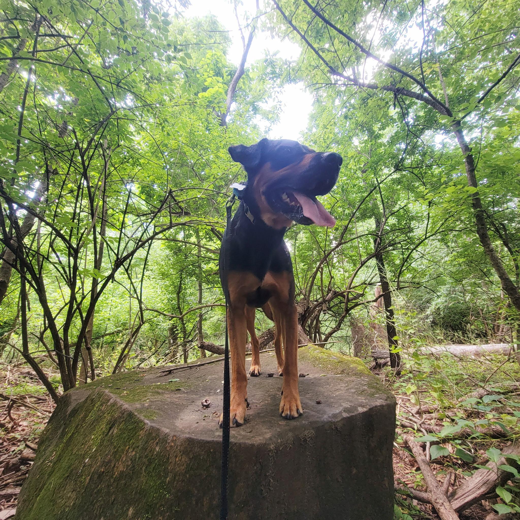 Ash, a Adoptable mixed breed in Philadelphia, PA image 5/6