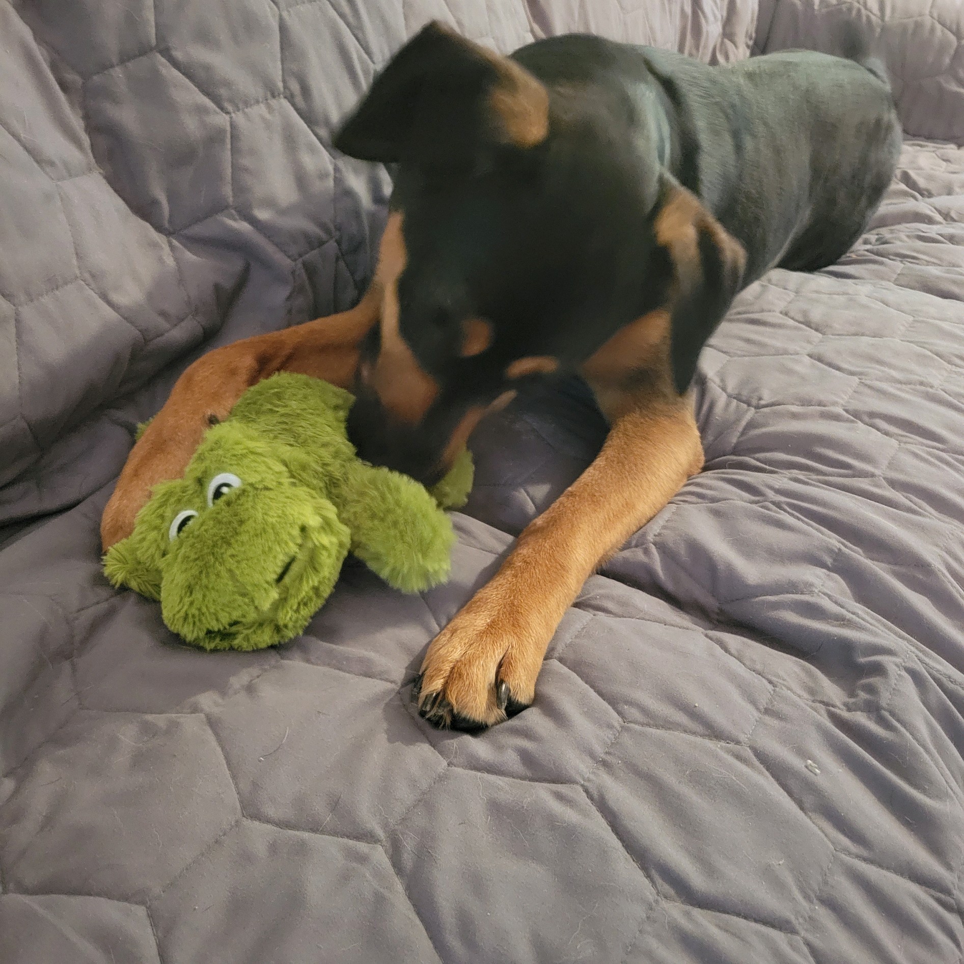 Ash, a Adoptable mixed breed in Philadelphia, PA image 5/6