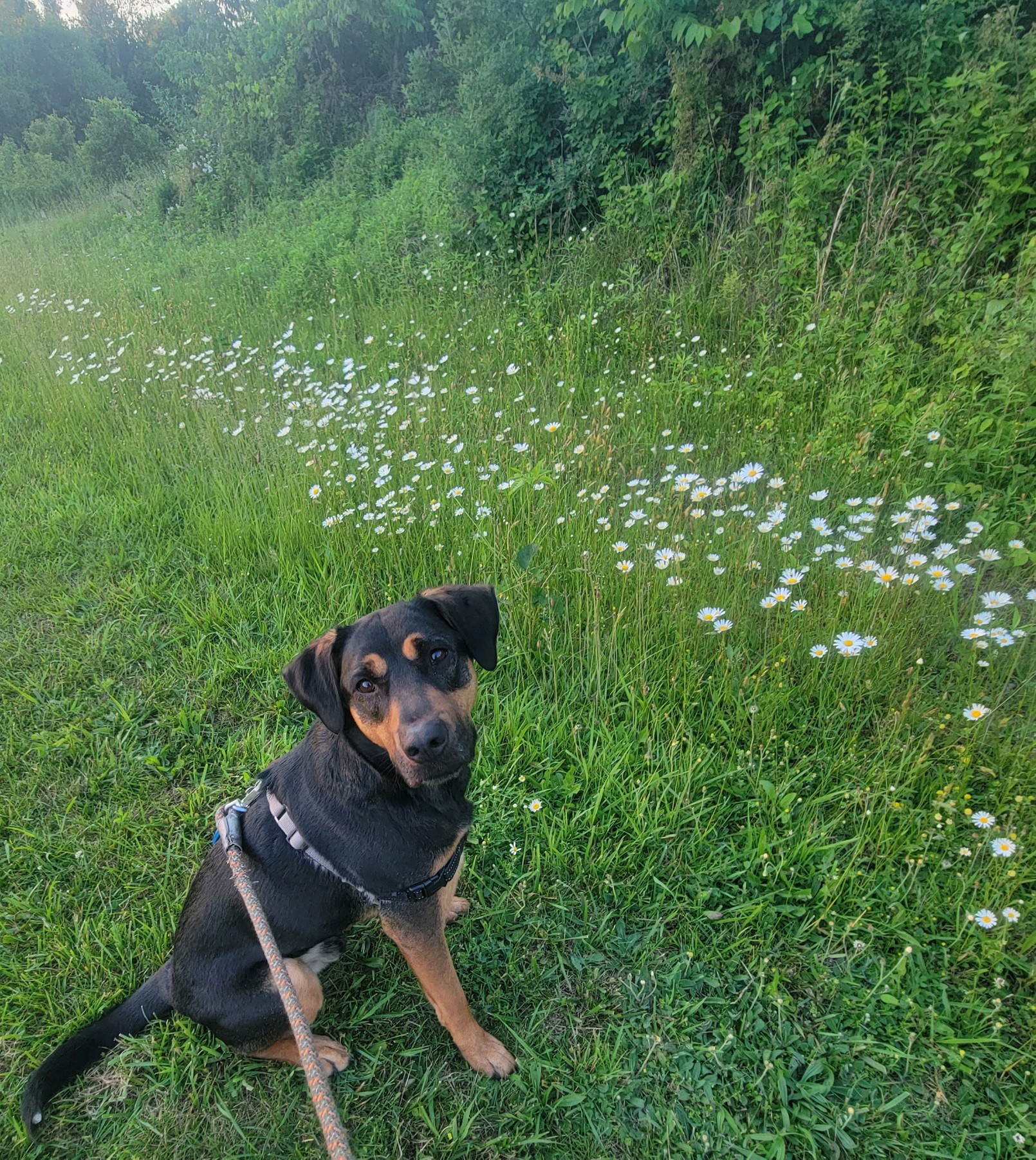 Ash, Adult Male Mixed Breed