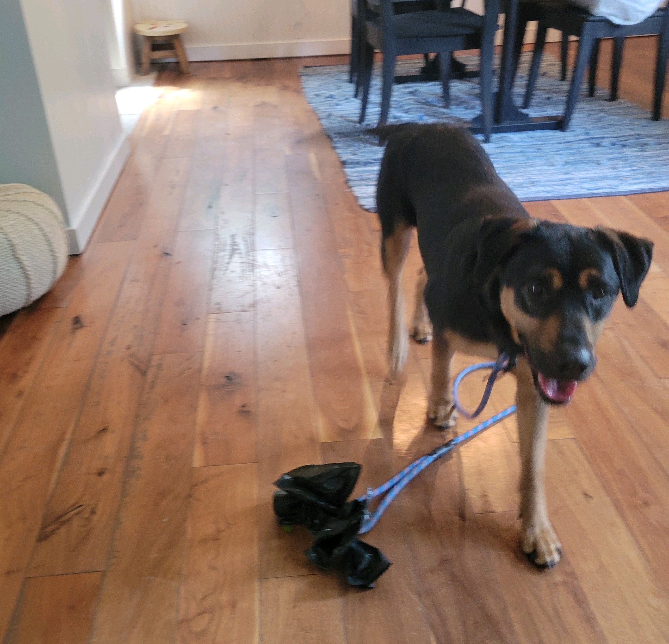 Ash, a Adoptable mixed breed in Philadelphia, PA image 6/6